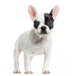 French Bulldog Standing, Looking at the Camera, Isolated Wall Decal