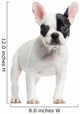 French Bulldog Standing, Looking at the Camera, Isolated Wall Decal