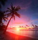 Beach With Palm Trees Wall Mural