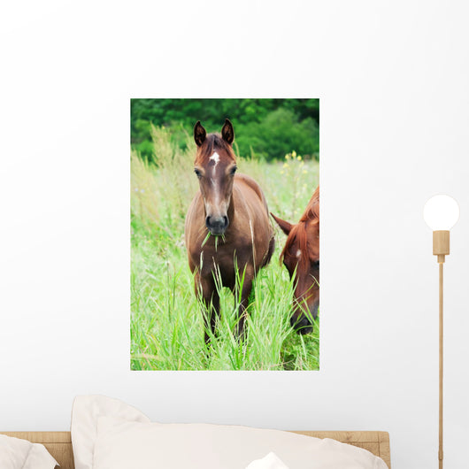 Arabian Colt Meadow Wall Mural