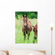Arabian Colt Meadow Wall Mural
