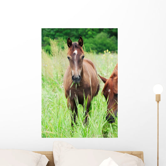 Arabian Colt Meadow Wall Mural