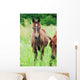 Arabian Colt Meadow Wall Mural