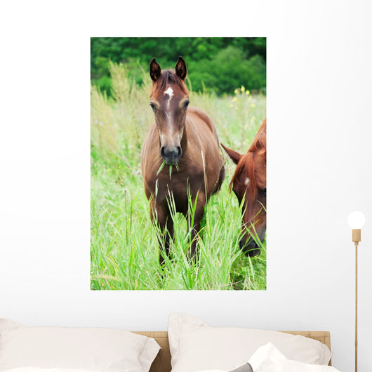 Arabian Colt Meadow Wall Mural