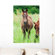 Arabian Colt Meadow Wall Mural