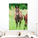 Arabian Colt Meadow Wall Mural