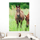 Arabian Colt Meadow Wall Mural