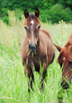 Arabian Colt Meadow Wall Mural