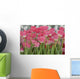 Flower Pink Tulips