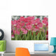 Flower Pink Tulips