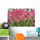 Flower Pink Tulips