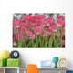 Flower Pink Tulips