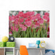 Flower Pink Tulips