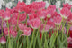 Flower Pink Tulips
