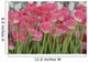 Flower Pink Tulips