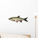 asp predatory freshwater fish on white background Wall Decal