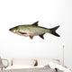 asp predatory freshwater fish on white background Wall Decal