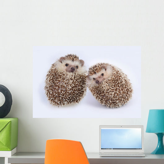 Two Hedgehogs Wall Decal