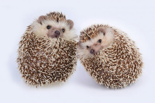 Two Hedgehogs Wall Decal