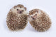 Two Hedgehogs Wall Decal
