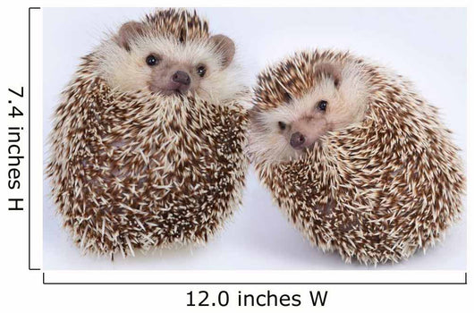 Two Hedgehogs Wall Decal