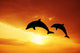 Dolphins at sunset Wall Mural