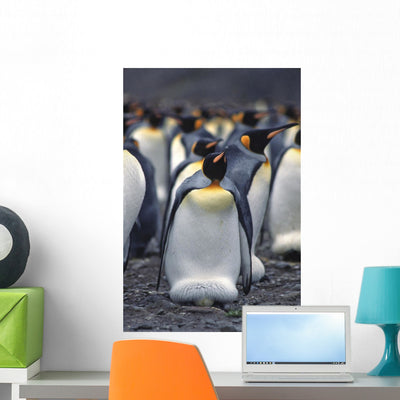 King Penguin Incubating Egg Wall Mural shown on a wall
