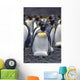 King Penguin Incubating Egg Wall Mural