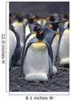 King Penguin Incubating Egg Wall Mural