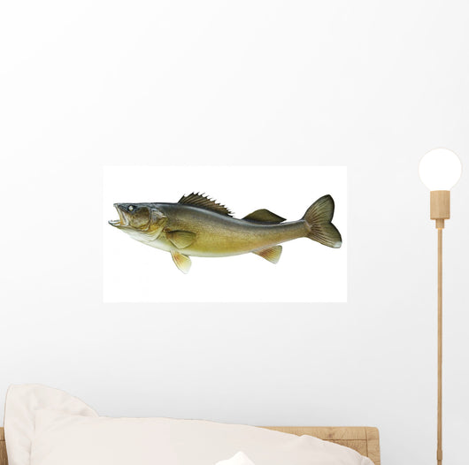 Big Walleye Isolated on a White Background Wall Decal