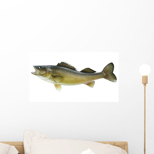 Big Walleye Isolated on a White Background Wall Decal