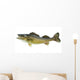 Big Walleye Isolated on a White Background Wall Decal