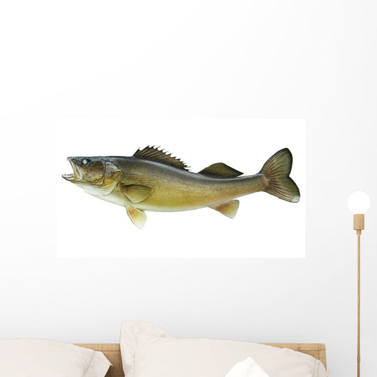 Big Walleye Isolated on a White Background Wall Decal