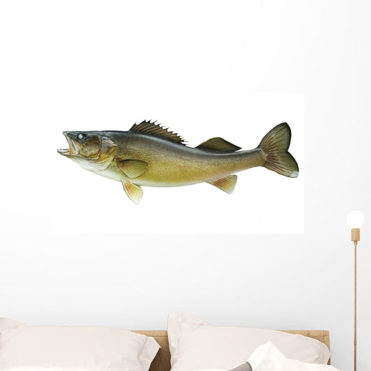 Big Walleye Isolated on a White Background Wall Decal