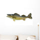Big Walleye Isolated on a White Background Wall Decal