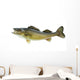 Big Walleye Isolated on a White Background Wall Decal
