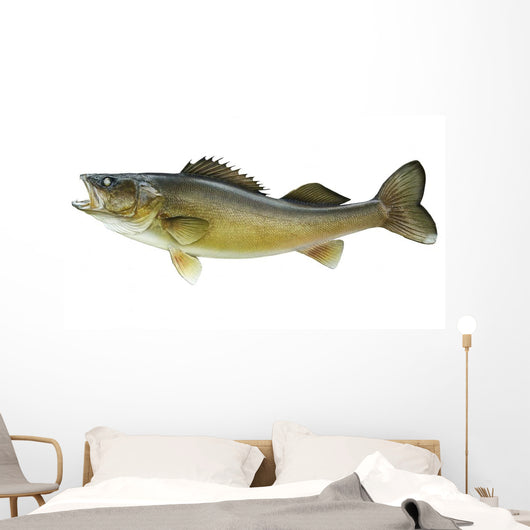 Big Walleye Isolated on a White Background Wall Decal