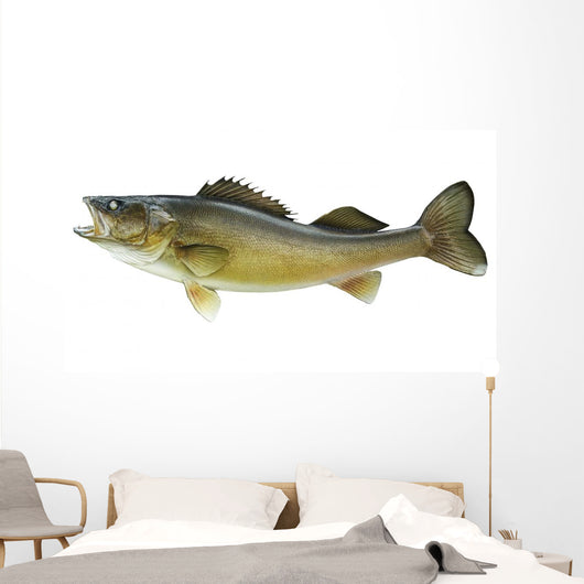Big Walleye Isolated on a White Background Wall Decal