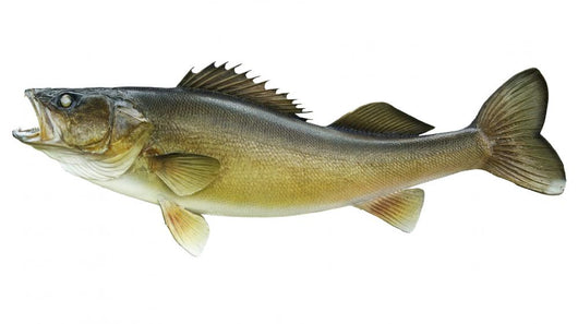 Big Walleye Isolated on a White Background Wall Decal