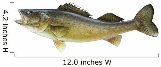 Big Walleye Isolated on a White Background Wall Decal
