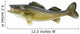 Big Walleye Isolated on a White Background Wall Decal