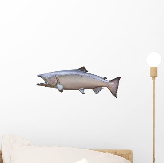 Big King or Chinook Salmon Isolated on White Wall Decal