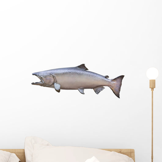 Big King or Chinook Salmon Isolated on White Wall Decal