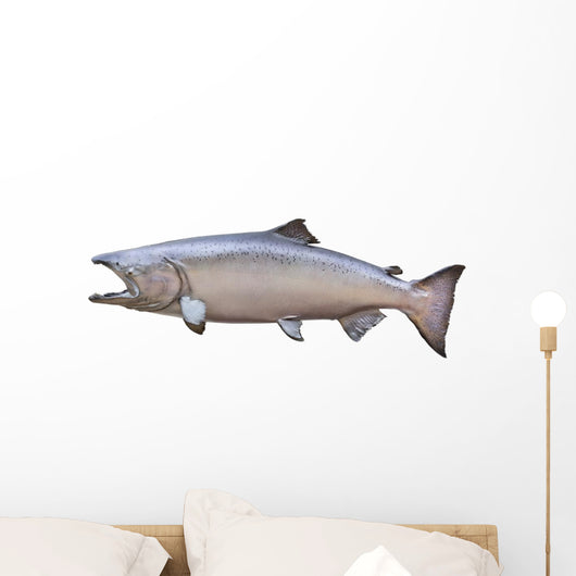 Big King or Chinook Salmon Isolated on White Wall Decal