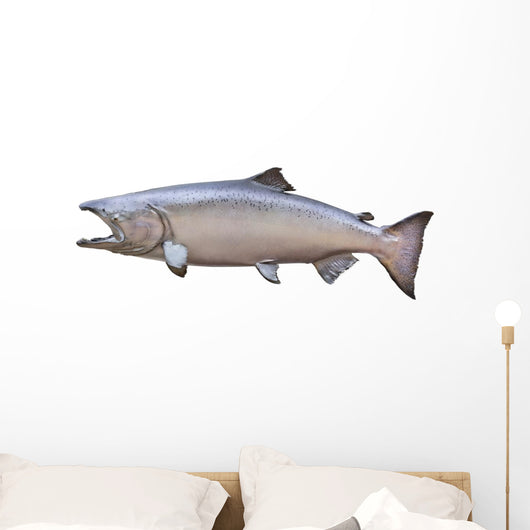 Big King or Chinook Salmon Isolated on White Wall Decal