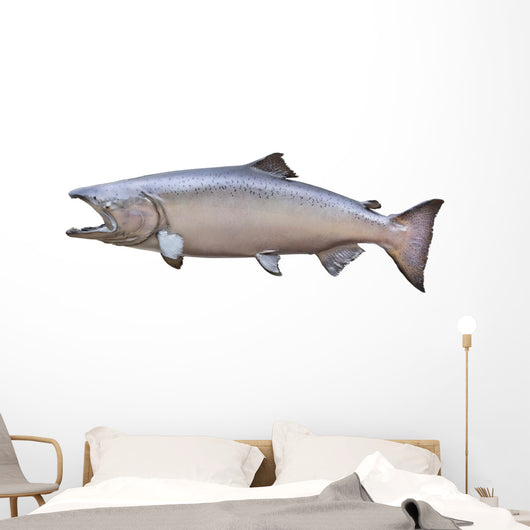 Big King or Chinook Salmon Isolated on White Wall Decal