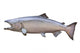 Big King or Chinook Salmon Isolated on White Wall Decal