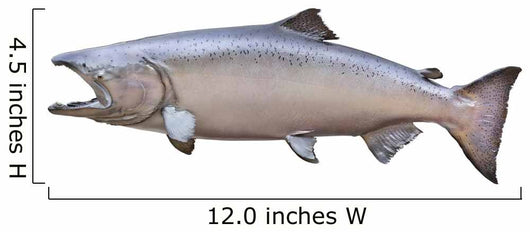 Big King or Chinook Salmon Isolated on White Wall Decal