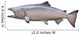 Big King or Chinook Salmon Isolated on White Wall Decal