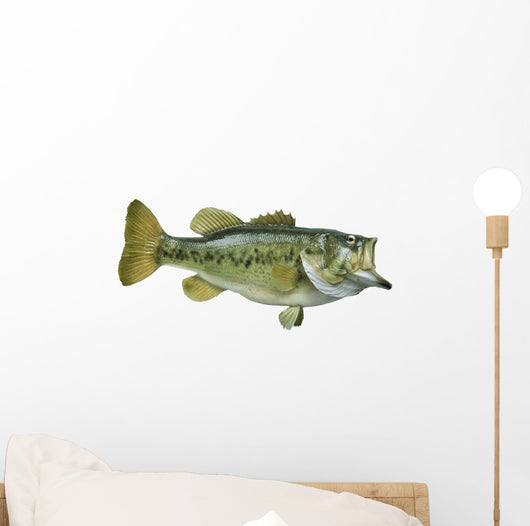 Largemouth Bass White